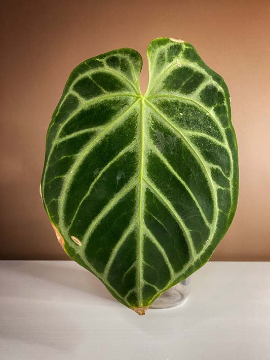 Anthurium Dorayaki Silver Blush Large