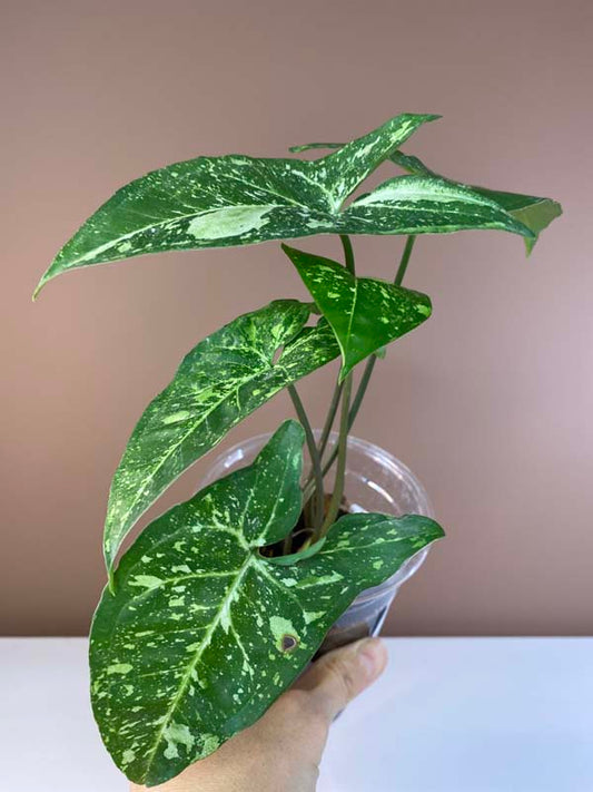 Syngonium Panda Galaxy