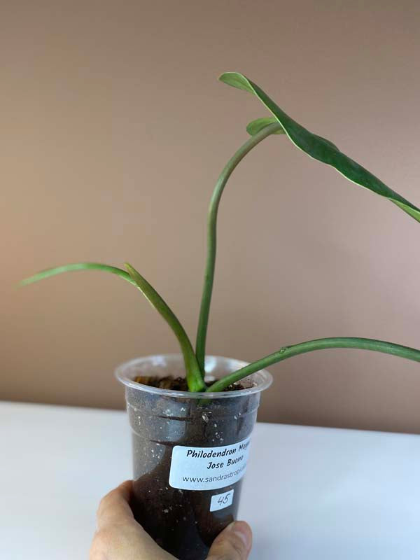 Philodendron Mayoi X Jose Buono