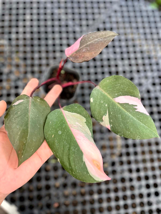 Philodendron Pink Princess Medium