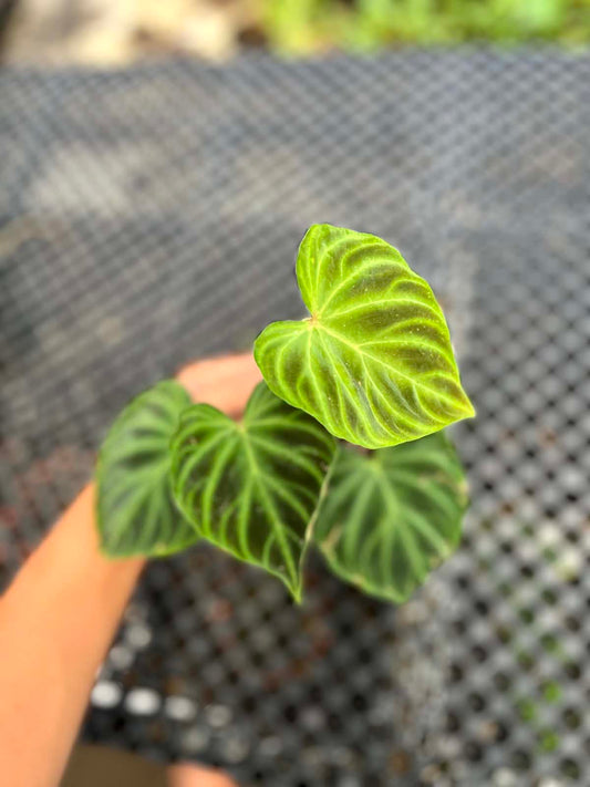 Philodendron Verrucosum