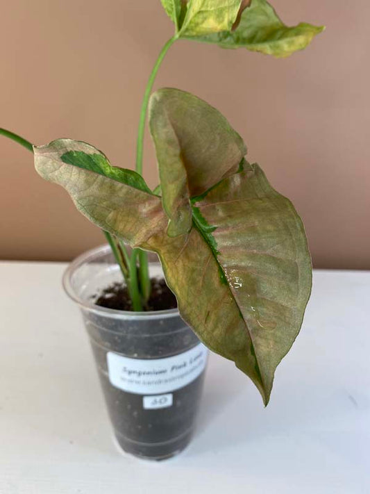 Syngonium Pink Lava