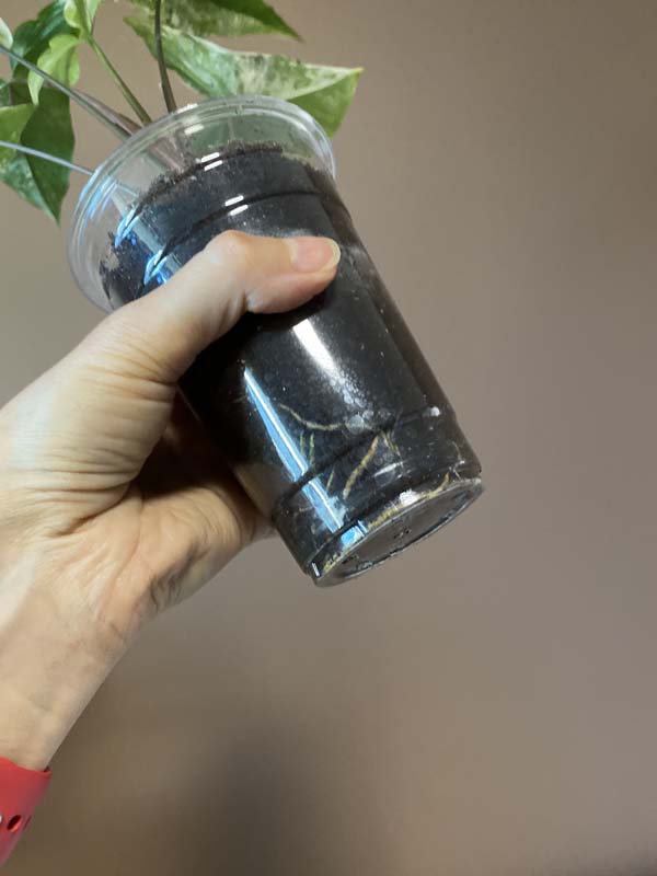 Syngonium Mint Of Sumatra (rarity)