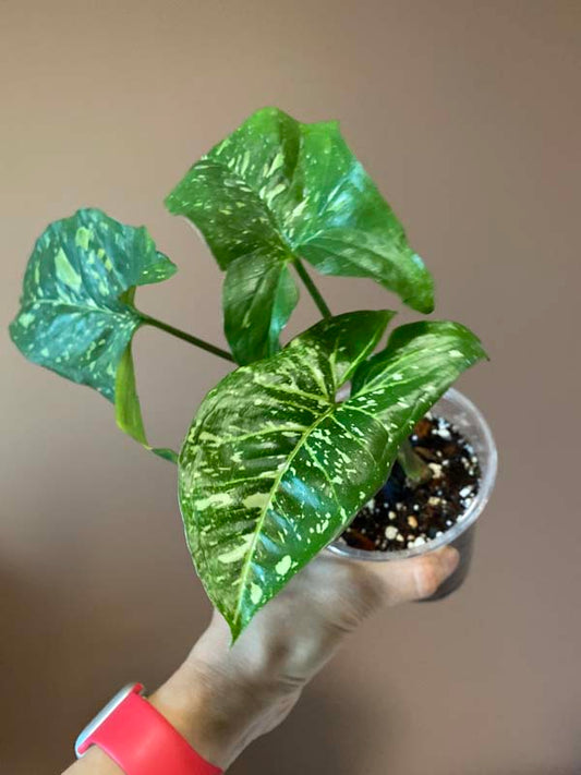 Syngonium Panda Galaxy