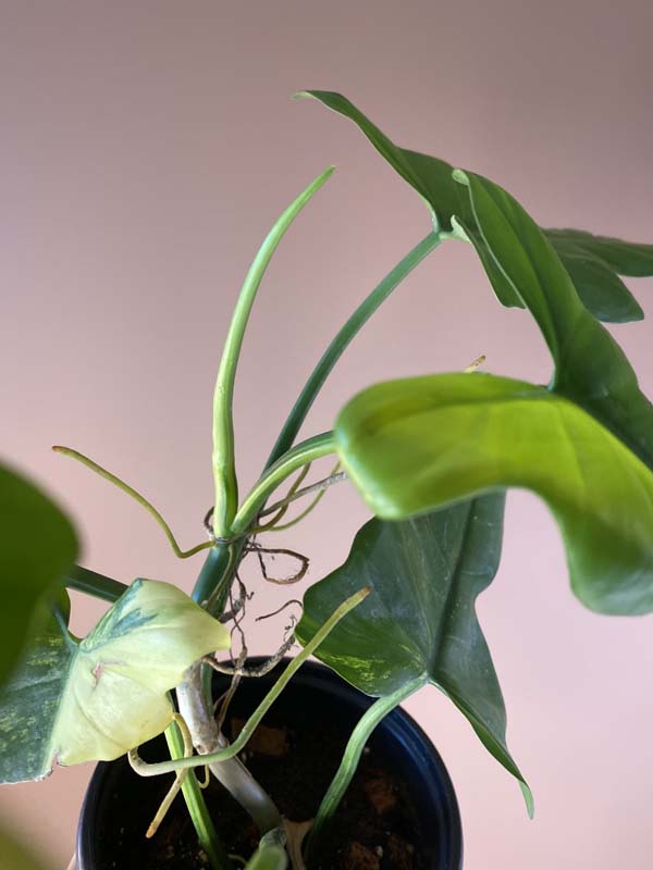 Philodendron Bipennifolium Violin Variegated