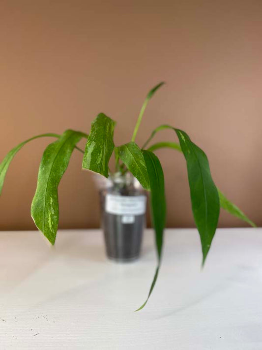 Anthurium Vittarifolium Variegated