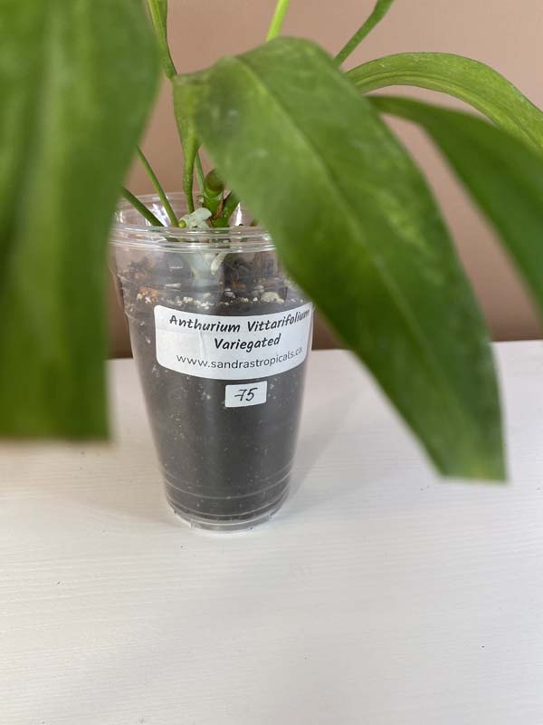 Anthurium Vittarifolium Variegated