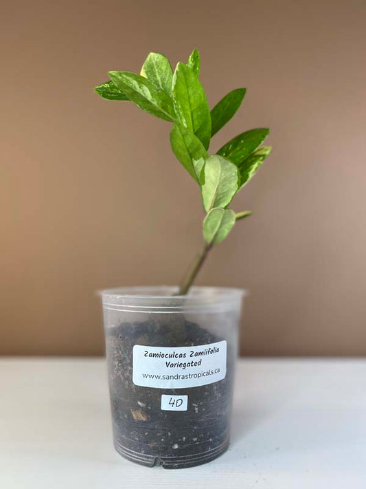 Zamioculcas Zamiifolia Variegated Small (5/7 Leaves)