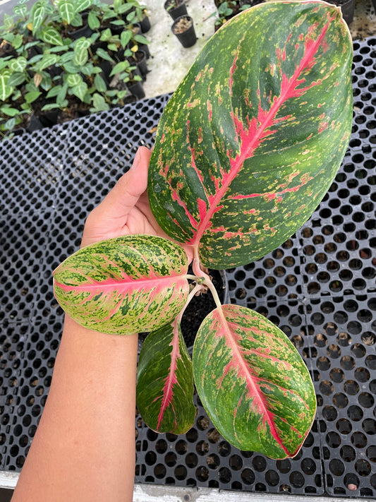 Aglaonema Big Papa