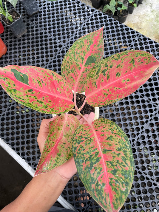 Aglaonema Big Roy