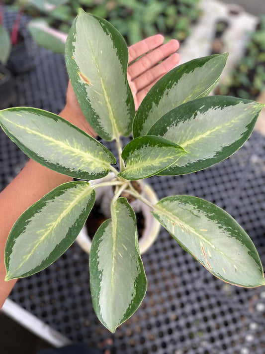 Aglaonema Green Bowl