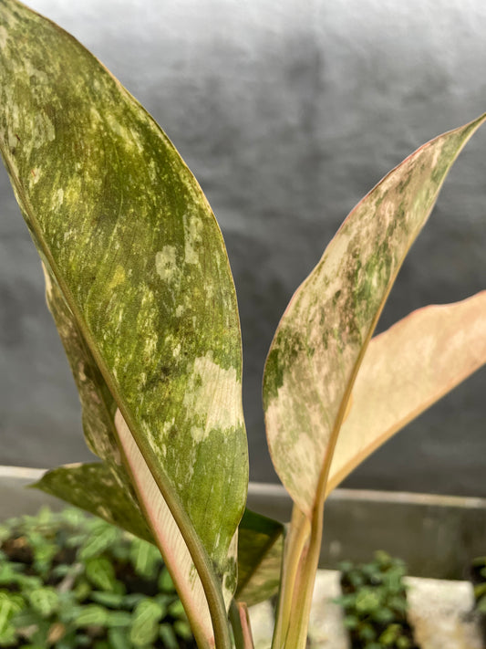 Aglaonema Siam Jade Variegated