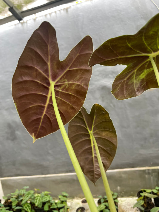 Alocasia Golden Bone