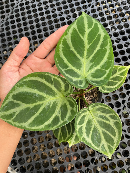 Anthurium Dorayaki Small