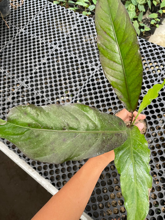 Anthurium Hookeri Black