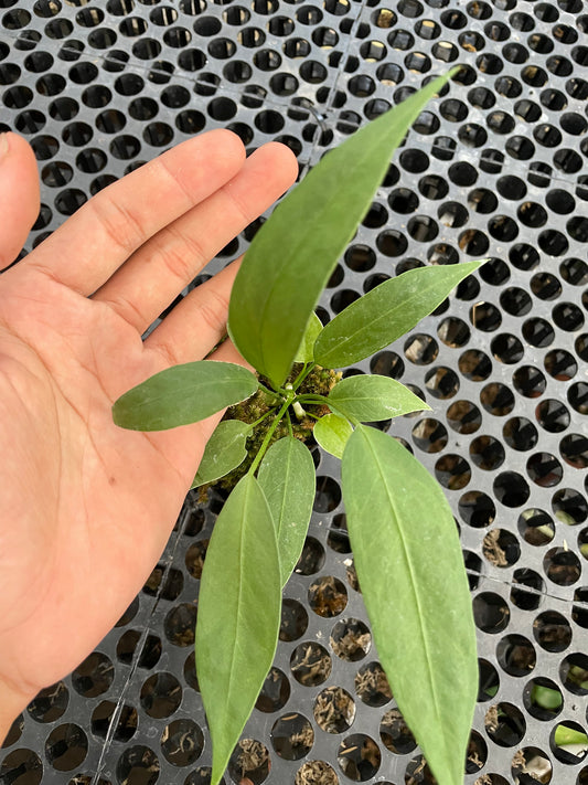 Anthurium Vittarifolium Small