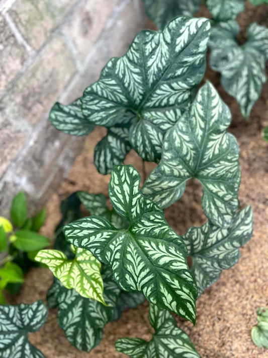 Cercestis Mirabilis Large