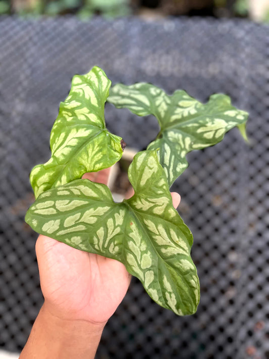 Cercestis Mirabilis Medium