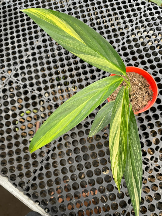 Epipremnum Amplissimum Variegated