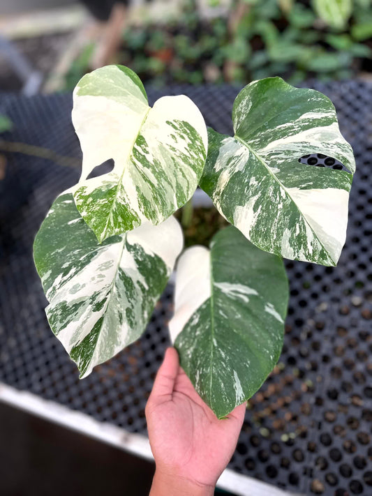 Monstera Deliciosa Albo (3 Leaves Non-fenestrated)