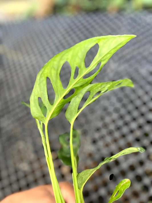 Monstera Obliqua Tena