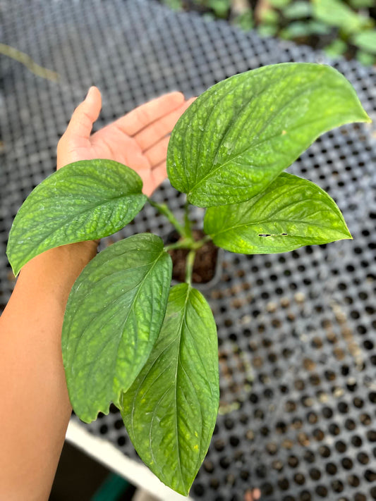 Monstera Pinatipartita