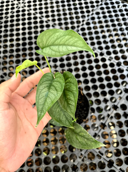 Monstera Siltepecana