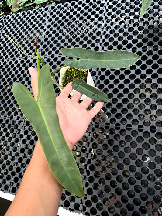 Philodendron Atabapoense