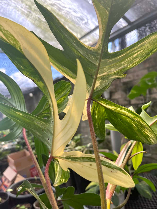 Philodendron Florida Beauty Large