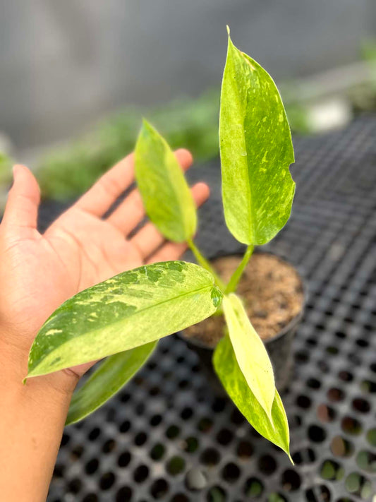 Philodendron Jose Buono Small Size