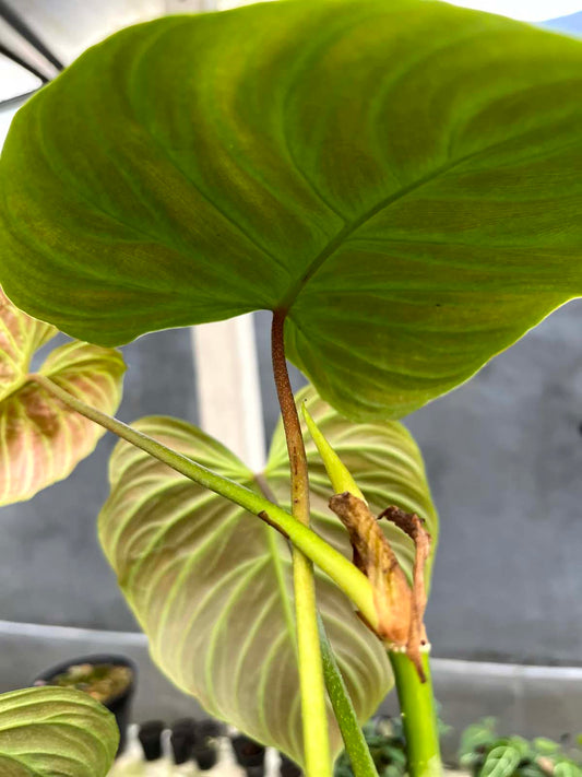 Philodendron Majestic