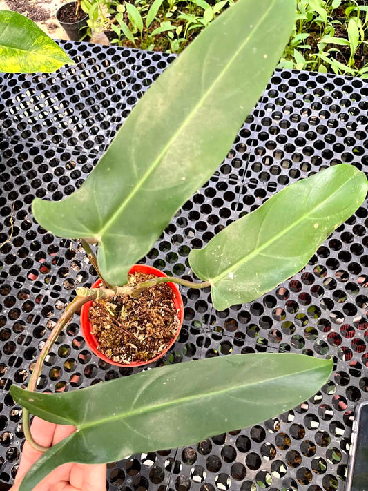 Philodendron Mexicanum