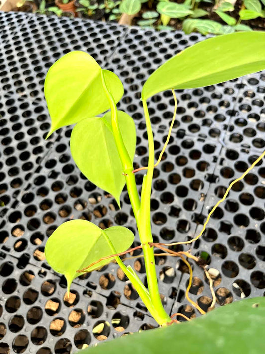 Philodendron Microstictum