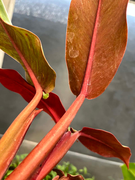 Philodendron Orange Marmalade Medium