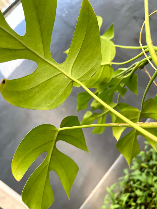 Rhaphidophora Tetrasperma