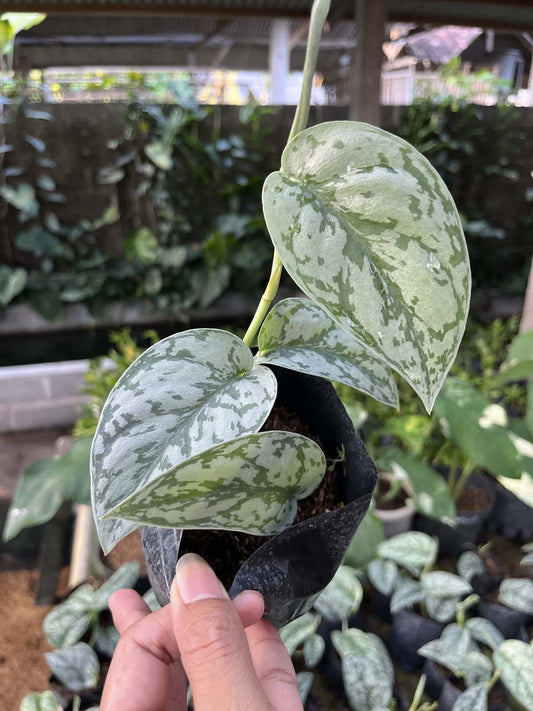 Scindapsus Silver Lady