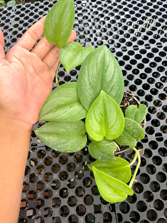 Scindapsus Treubii Moonlight