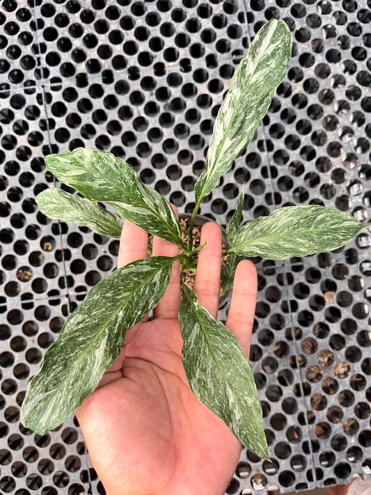 Spathiphyllum Domino