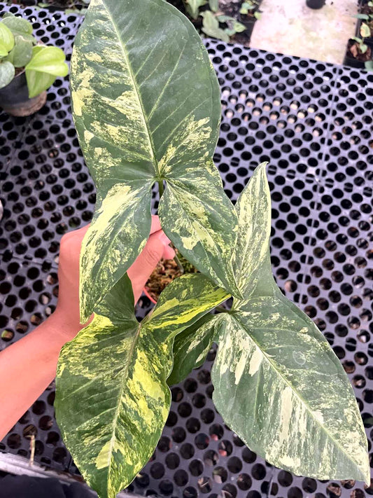 Syngonium Avocado Milkshake Butterfly Variegated