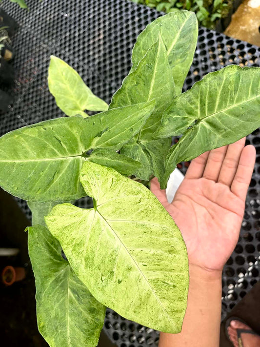 Syngonium Byrd Freckless Europe