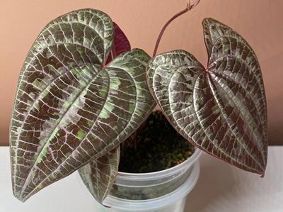 Canadian Stock Ready to Ship