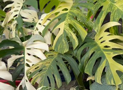 International Stock to Import