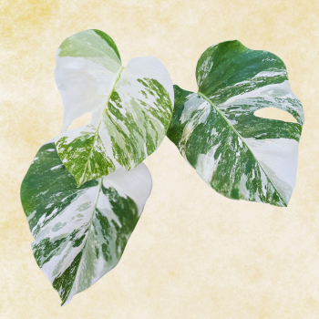 Monstera
