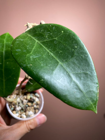 Hoya Patricia