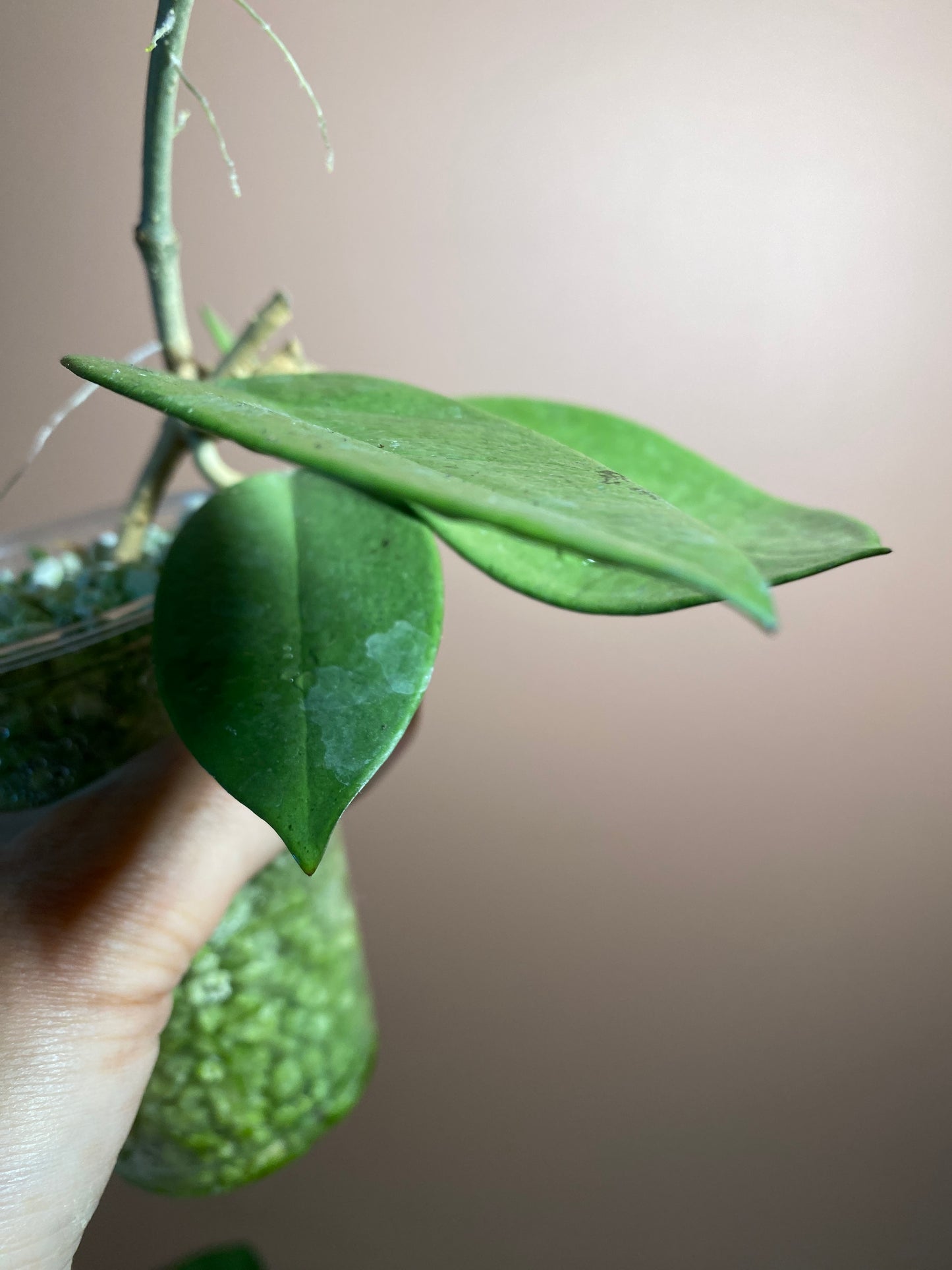 Hoya Silver Dollar