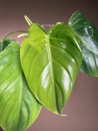 Philodendron Green Congo X Plowmanii (Green Stem)