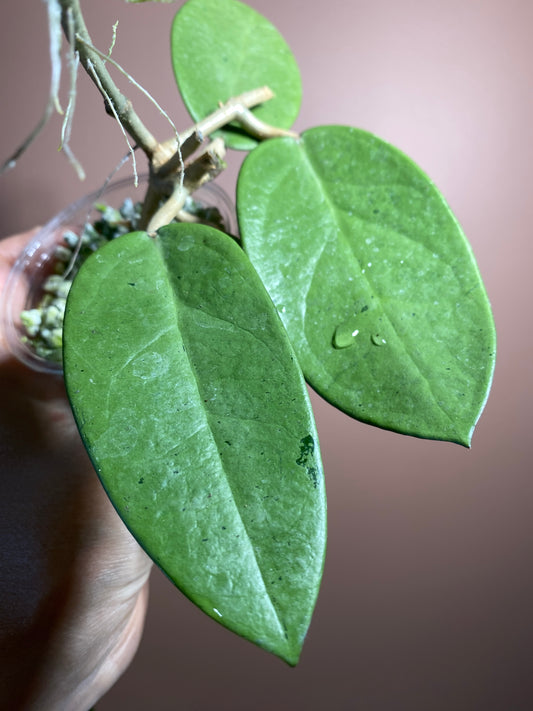 Hoya Silver Dollar