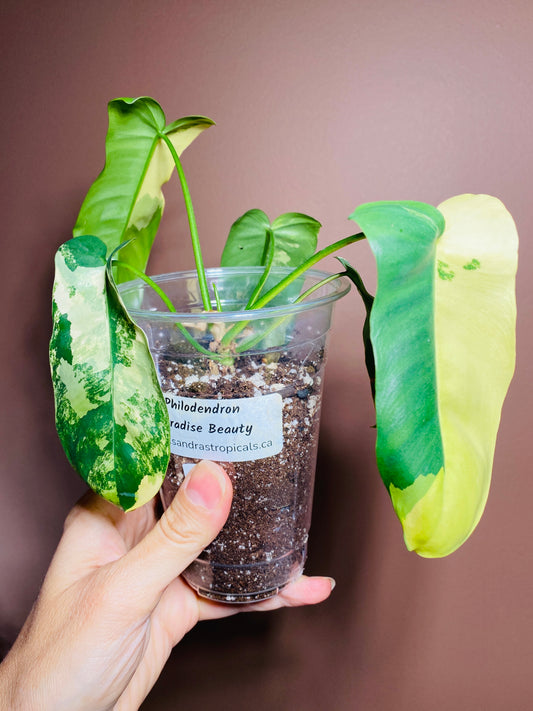 Philodendron Paraiso X Flobe (Paradise Beauty)