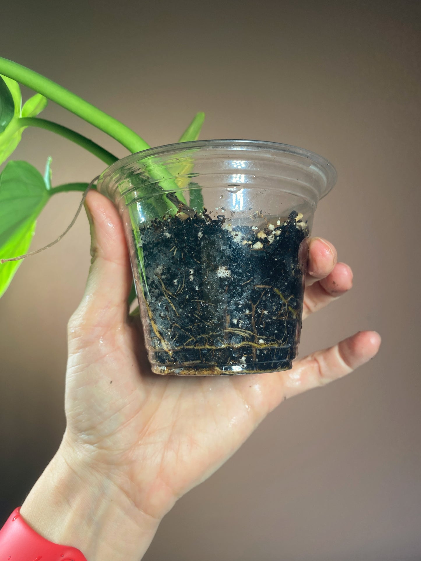 Philodendron Green Congo X Plowmanii (Green Stem)