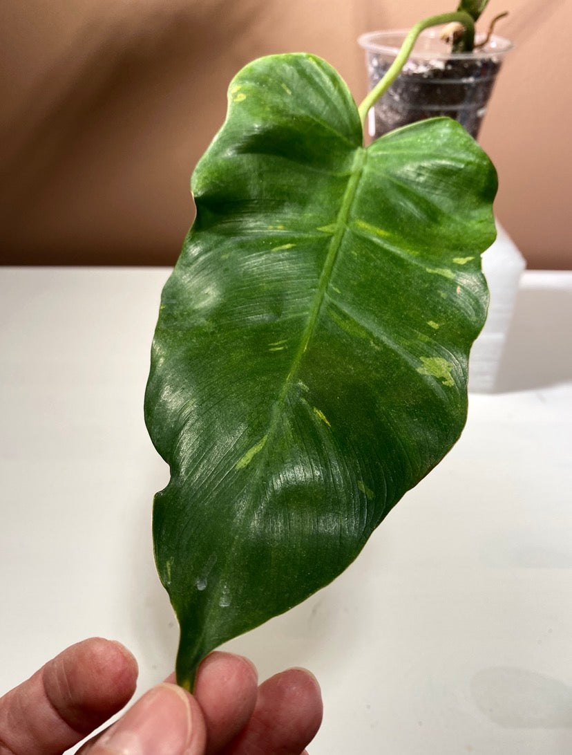 Philodendron Mayoi X Jose Buono